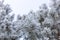 Awe-inspiring natural background with rimy branches of fir covered with snow with blue sky in background. Amazing winter