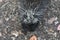 Awesome above shot of a wild porcupine with black and white quills