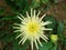 Awesome babandesiya flower image in Sri lanka