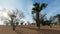 Awesome baobabs in African savannah