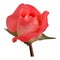 Awesome Beautiful Realistic Red Rose Flower Vector Design