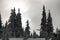 awesome beautiful view on snowy forest of evergreen snow-covered fir trees