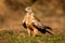 Awesome bird in the field with