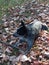 Awesome blue healer in leaves during fall