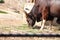 Awesome close view of Indian bison grazing grass on field of zoo