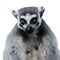 Awesome Grey Lemur