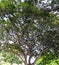 Awesome Hawaiian tree