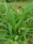 Awesome little corn plant with its lush and green