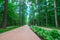 Awesome long walking alley in the summer. Cobbled road paving slabs among the dense fairy forest in the city park, perspective.