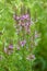 Awesome purple loosestrife in bloom closeup view with selective focus on foreground