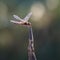 Awesome red and yellow dragonfly at alexandria Garden