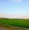 awesome rice field views in the afternoon