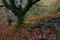 Awesome roots of a beech tree, in Belaustegi forest, Basque Country