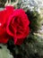 Awesome rose