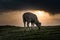 Awesome shoot of a sheep eating grass at misty cloudy sunrise. Copy space