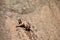 Awesome snap of monkey cling on straight stone after bathing on water pool.