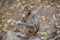 Awesome snap of small kid monkey that sitting on a stone & keep busy himself by doing small activity like eating some food, see ar