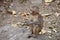 Awesome snap of small kid monkey that sitting on a stone & keep busy himself by doing small activity like eating some food, see ar