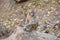 Awesome snap of small kid monkey that sitting on a stone & keep busy himself by doing small activity like eating some food, see ar