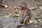 Awesome snap of small kid monkey that sitting on a stone & keep busy himself by doing small activity like eating some food, see ar