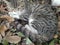 An awesome snapshot of a domestic cat resting in an attentive posture