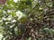 An awesome snapshot of a lemon tree with green leaves and some new fruits on its branches in the winter