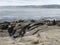 Awesome view of california sea lions.