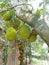 Awesome View jackfruit