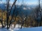 Awesome view of Mountains in between pine tree forest.