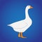 Awesome White Duck Vector image