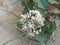 Awesome white onion flowers in Rangamati, Bangladesh.