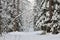 Awesome winter landscape. A snow-covered path among the trees in the wild forest. Winter forest.