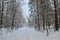 Awesome winter landscape. A snow-covered path among the trees in the wild forest. Winter forest. Forest in the snow