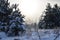 Awesome winter landscape. A snow-covered path among the trees in the wild forest. Winter forest. Forest in the snow