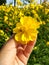 awesome yellow flower with sun kissed