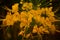 An awesome yellow peacock flower with buds in the garden