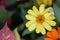 Awesome zinnia profusion yellow on the natural background