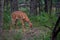 AWhite-tailed deer fawn Odocoileus virginianus in the forest in Canada