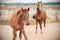 A awkward colt looks interested as he walks with his mother around the paddock