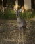 An awkward portrait of a spike white tail deer