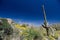 Awkward shape of a Saguaro near Pinnacle Peak trail