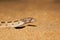 Awl Headed Snake, Lytorhynchus diadema emerging out of sand, Desert National Park