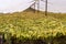 Awnings for drying tobacco Nicotiana tabacum in the foothills