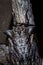 Axe Head Cicada Oxypleura lenihani, Kruger National Park