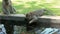 Axel Close portrait of couple of long-tailed macaques sitting near fountain in sacred wood. Thirsty primate drinking