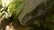 Axel Closeup of giant reptile head. Calm still monitor lizard looking down, sitting in the shade. Enormous dinosaur-like