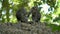 Axel Portrait of couple of long-tailed macaques sitting on stones and grooming each other. One primate patiently sitting