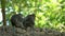 Axel Portrait of pair of long-tailed macaques sittting on stone structure. Primate grooming fur of another one, helping