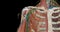 The axilla is the name given to an area that lies underneath the glenohumeral joint, at the junction of the upper limb and the