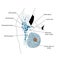 Axillary lymph nodes